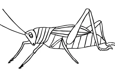 Раскраска насекомые