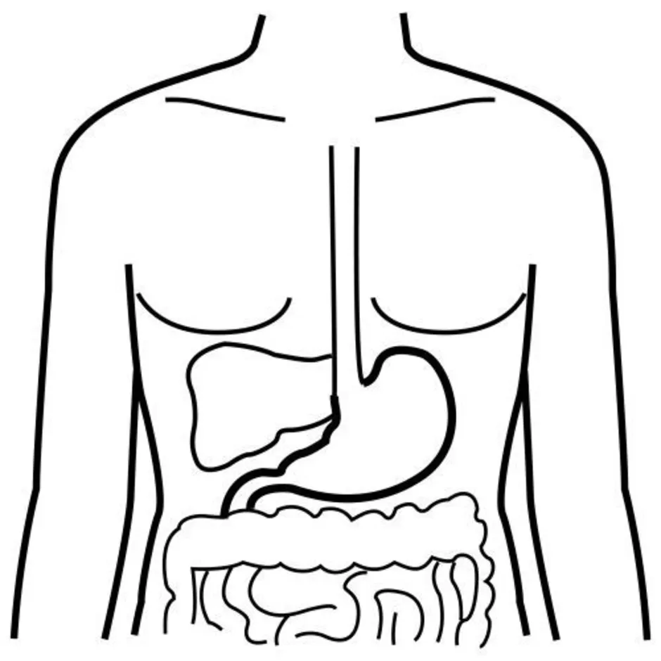 Макет пищеварительной системы. Силуэт человека с внутренними органами. Контур человека с органами. Контуры внутренних органов для детей. Раскраска внутренние органы человека для детей.