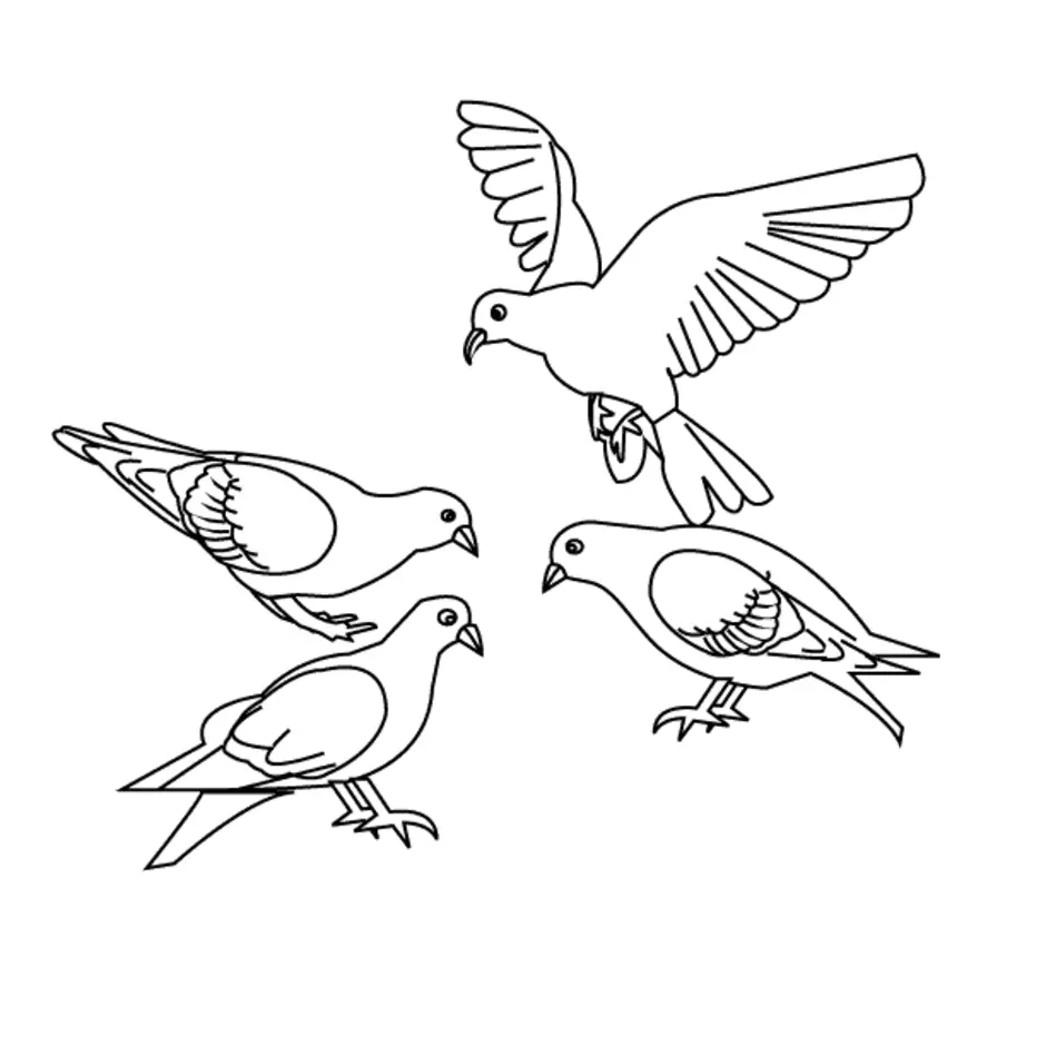 Птицы контуры в картинках для детей