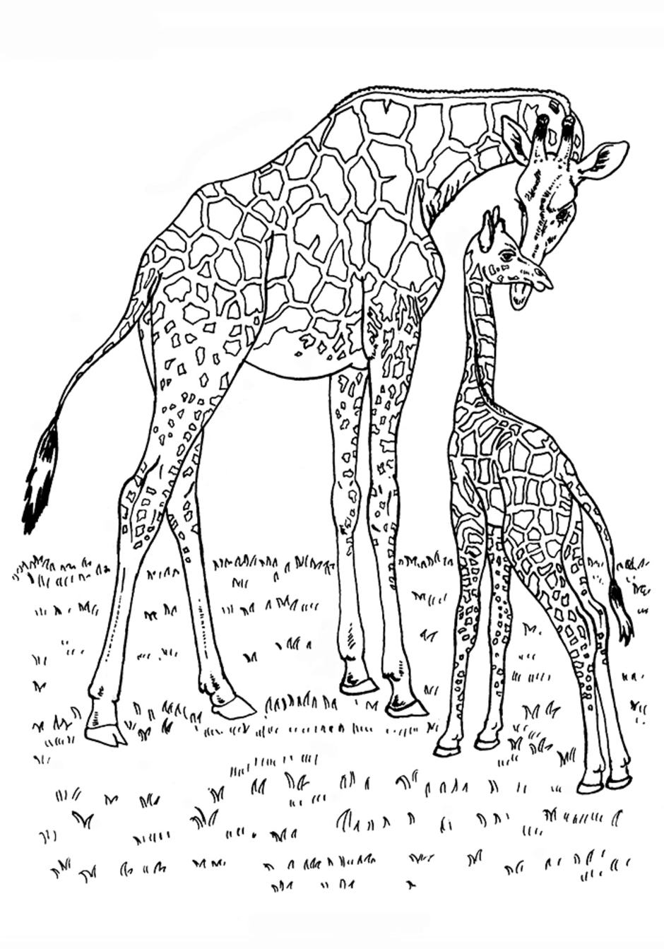 Раскраски с жирафами