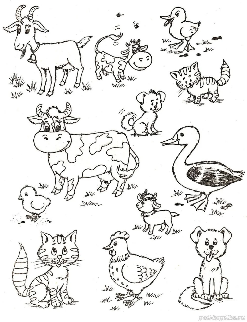 Животные раскраска
