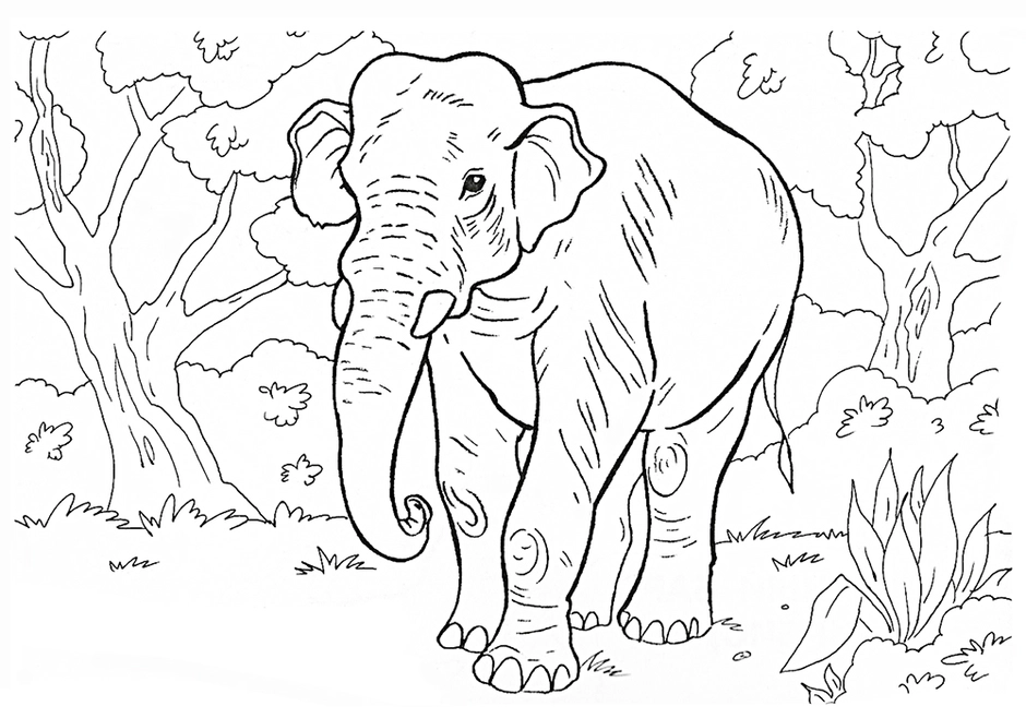 Раскраска животные африканских саванн слон