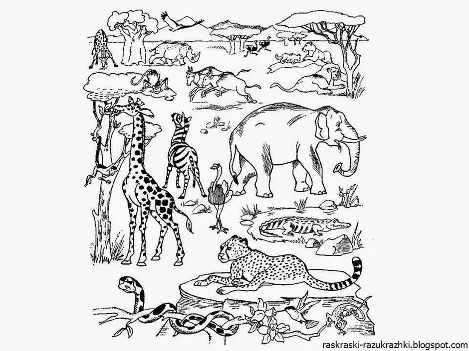 Животные африки раскраска