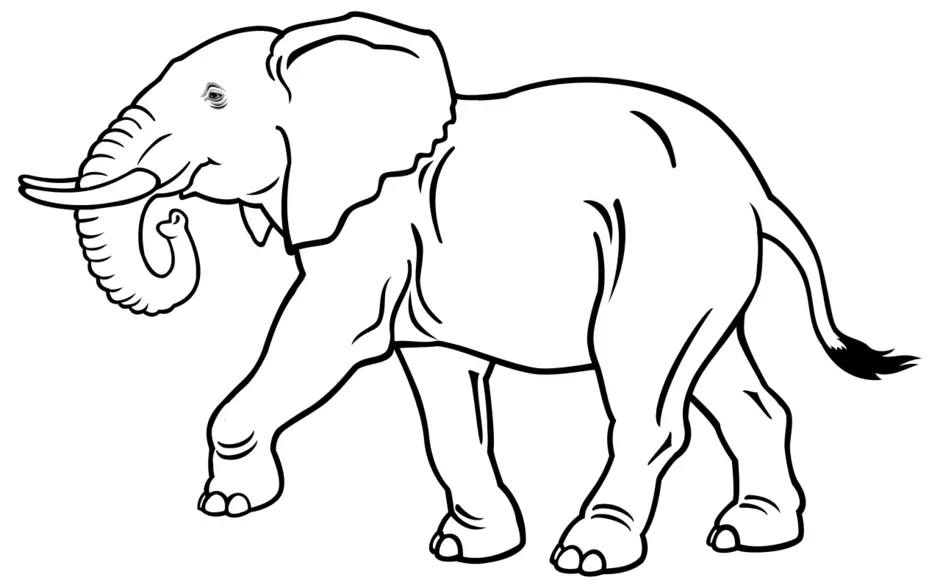 Раскраска большой слон