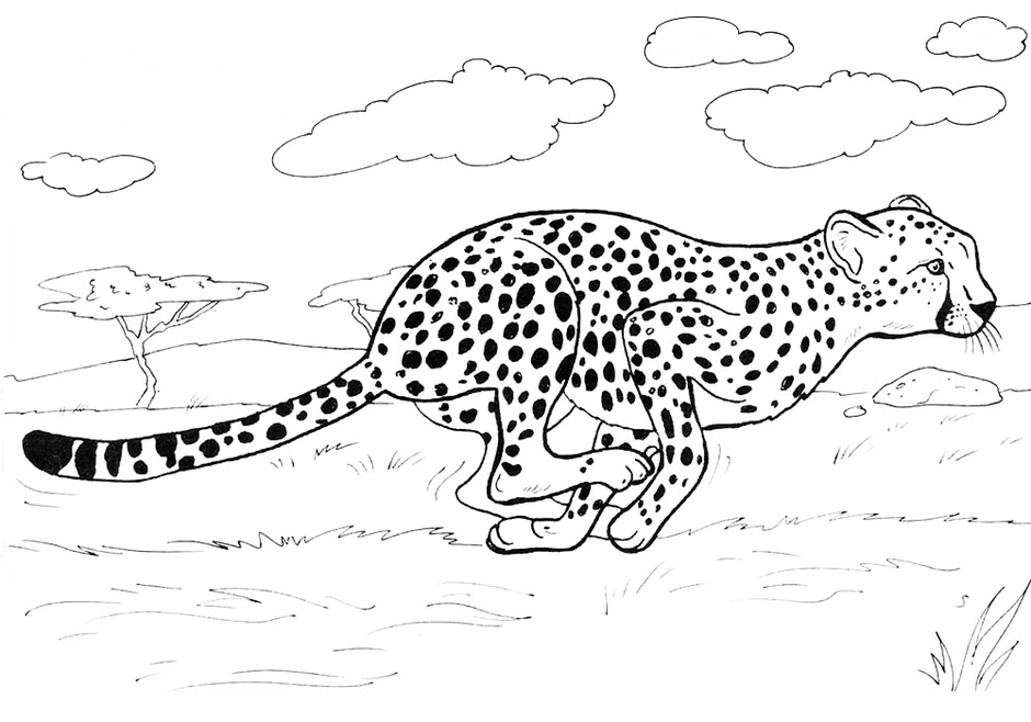 Гепард бежит раскраска для детей