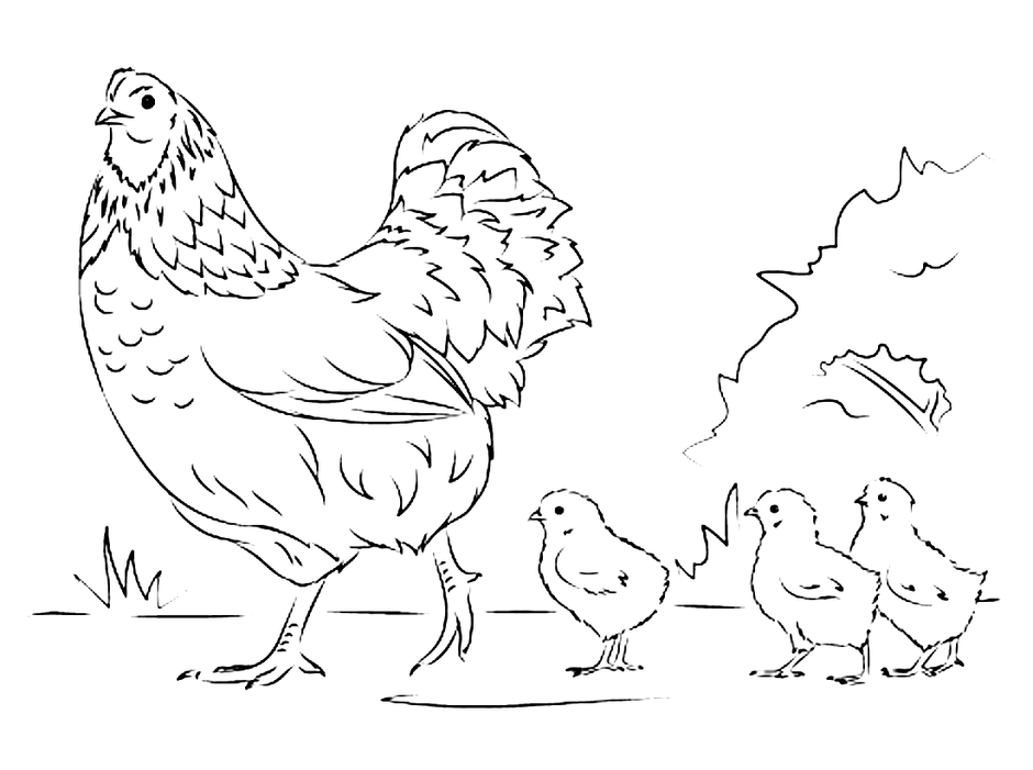 Курица с цыплятами рисунок карандашом