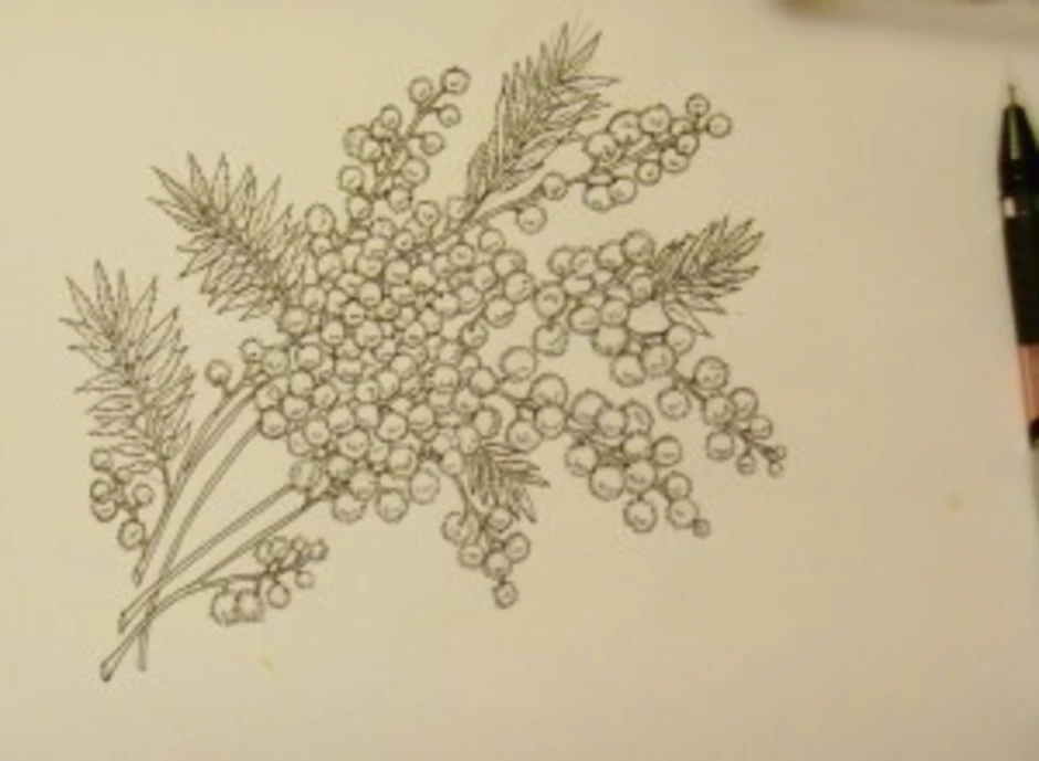 Раскраска мимоза распечатать. Raskraska Mimosa. Мимоза раскраска. Рисование Мимоза. Мимоза рисунок карандашом.
