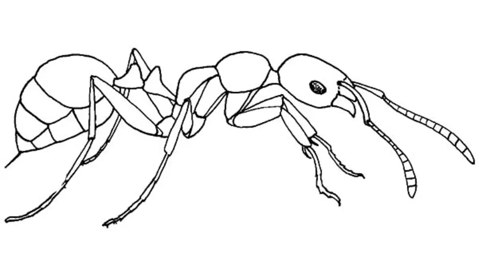 Муравей картинка для детей раскраска