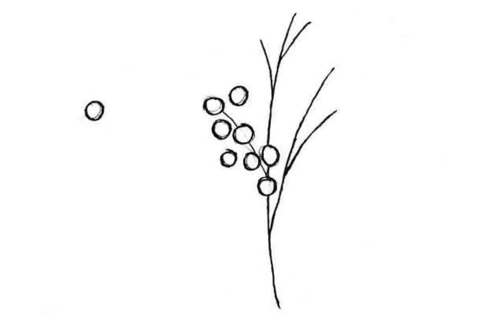 Мимоза цветок нарисовать
