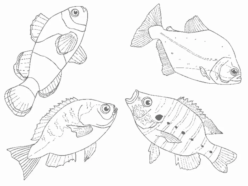Раскраска рыбки для детей 5 6 лет. Рыба раскраска для детей. Аквариумные рыбки раскраска. Рыбка раскраска для детей. Раскраски рыбы для детей 6-7 лет.