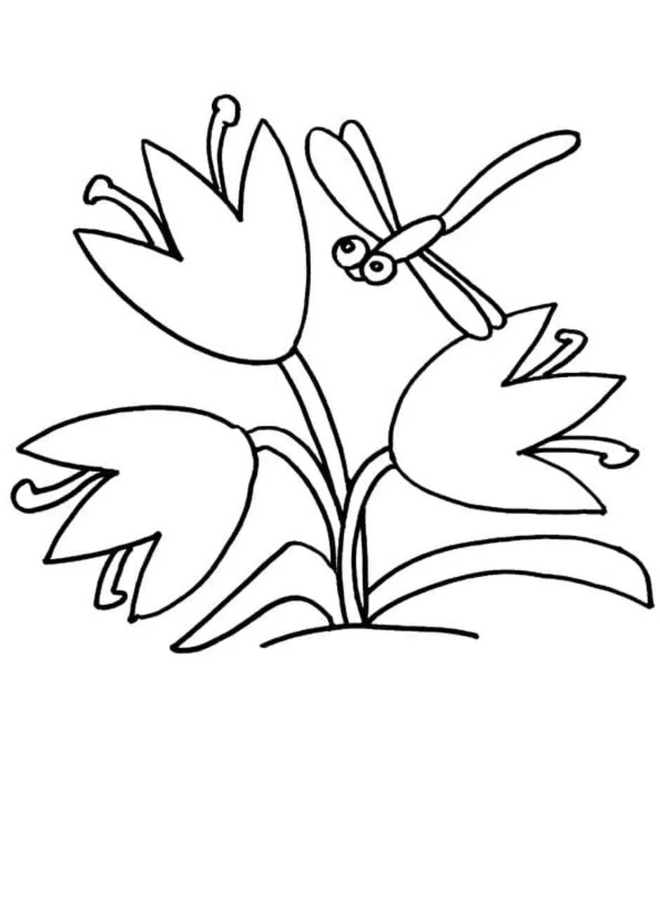 Раскраска подснежник цветок