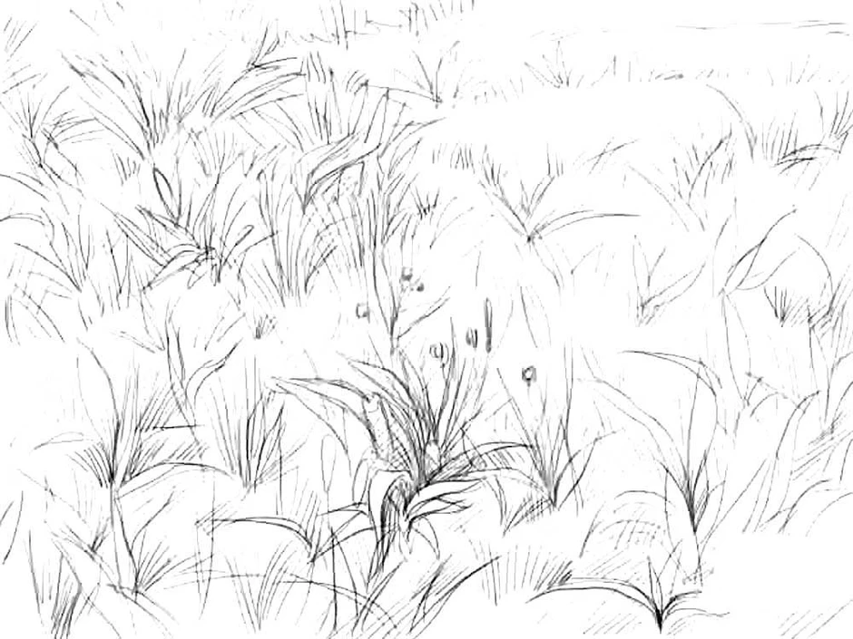 Набросок травы