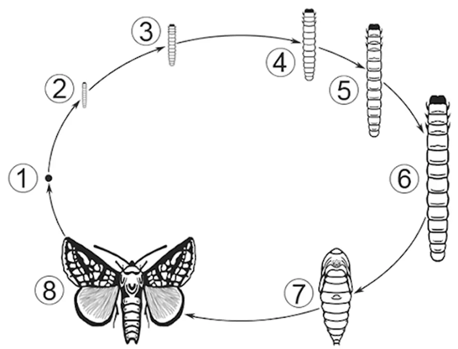 Развитие бабочки схема. Цикл развития бабочки схема. Жизненный цикл хлопковой совки. Жизненный цикл бабочки 4 стадии. Жизненный цикл бабочки шашечницы.