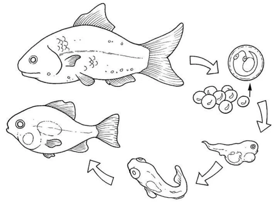 Размножение животных рыбы. Цикл развития рыбы схема. Жизненный цикл развития рыбы. Размножение рыб схема. Рыба раскраска.