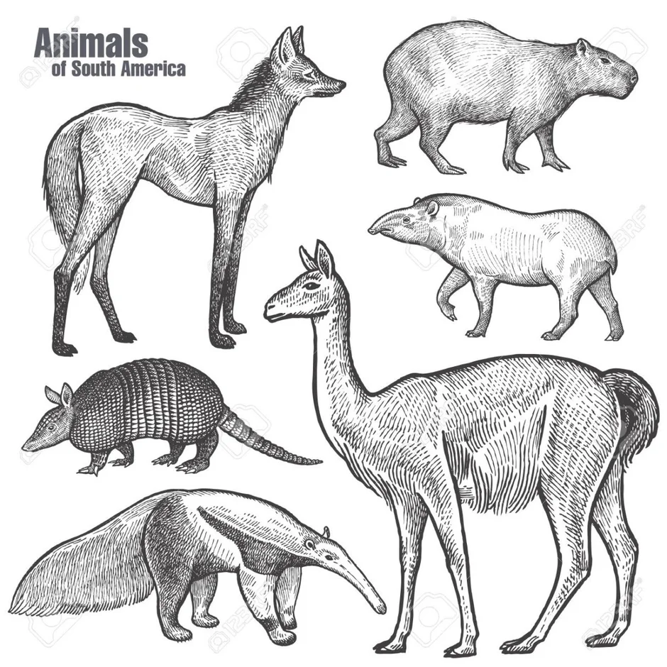 Животные австралии графика