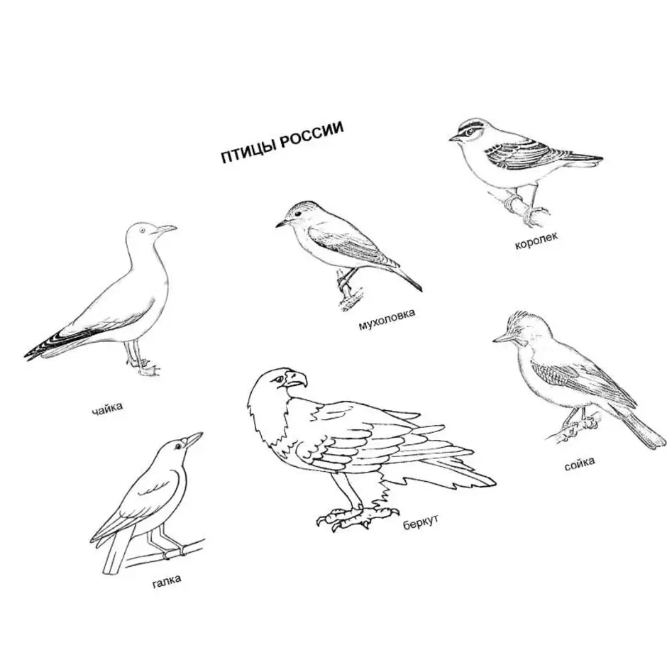 Зимующие птицы россии раскраска