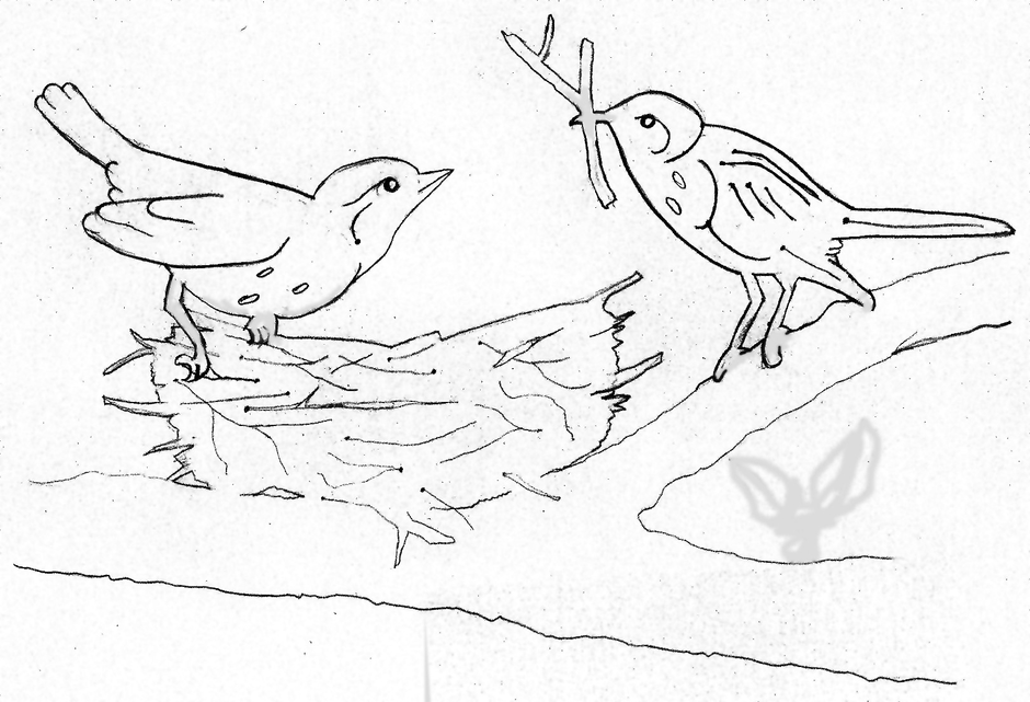 Перелетные птицы раскраска для детей