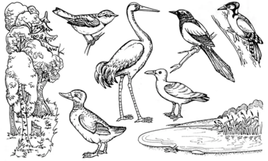 Перелетные птицы раскраска для детей
