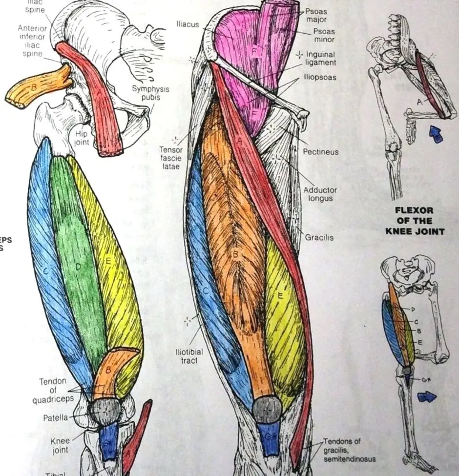 Атлас раскраска неттера. Джон Хансен анатомия Неттера. Джон Хансен анатомия Неттера атлас-раскраска. Неттер атлас анатомии раскраска. Анатомия Неттера атлас- Раскрашенная.