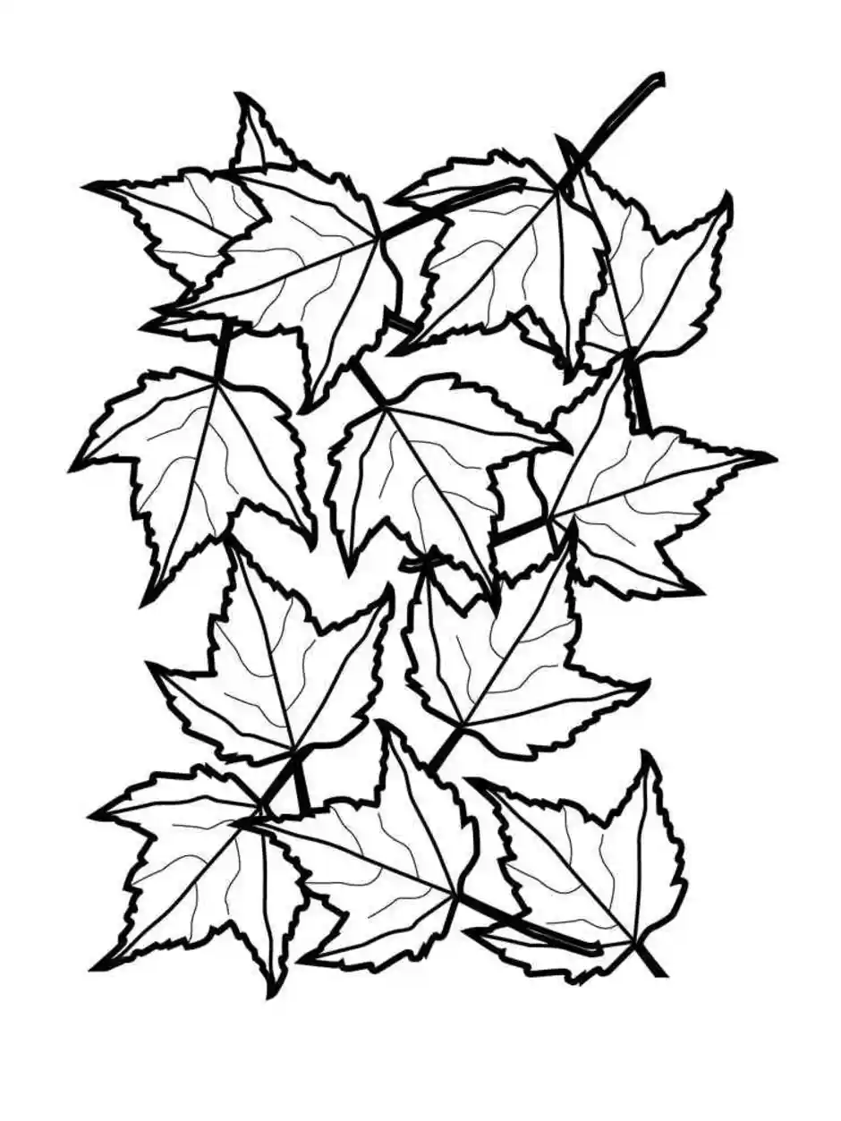 Раскраска кленовый лист