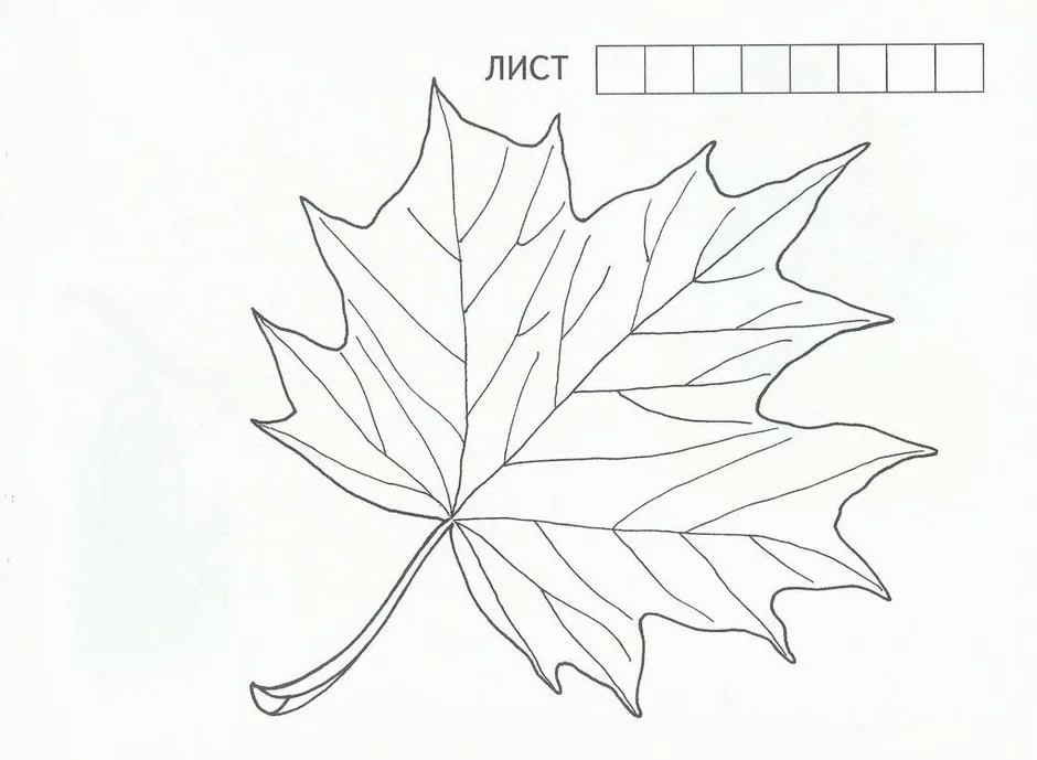 Раскраска кленовый лист