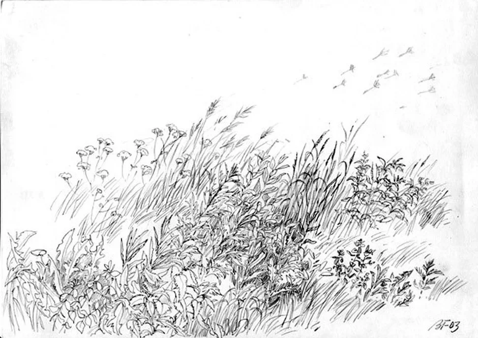 Трава рисунок карандашом