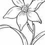 Раскраска Нарцисс Цветок