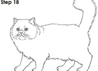 Вислоухая кошка раскраска