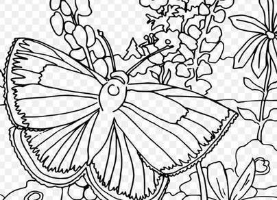 Раскраски для девочек цветы и бабочки