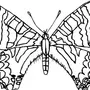 Раскраска бабочка для детей 3 4 лет