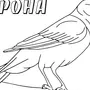 Раскраски Перелетные Птицы Средняя Группа