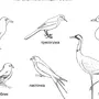 Раскраски перелетные птицы средняя группа