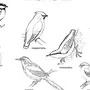 Раскраски перелетные птицы средняя группа