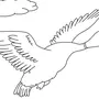 Перелетные Птицы Раскраски Для Детей Распечатать