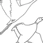 Перелетные птицы раскраски для детей распечатать