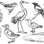 Перелетные птицы раскраски для детей распечатать