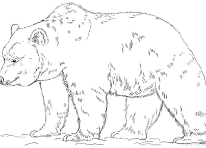 Разукрашка медведь