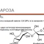 Сахароза Геншин Импакт Раскраска