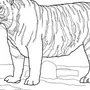 Тигр раскраска для детей распечатать