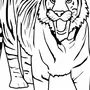 Тигр раскраска