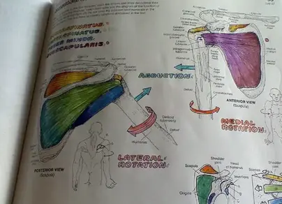 Раскраска анатомия человека