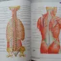 Категория Анатомия