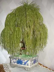 Плетение из бисера дерево ива