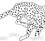 Раскраска леопард