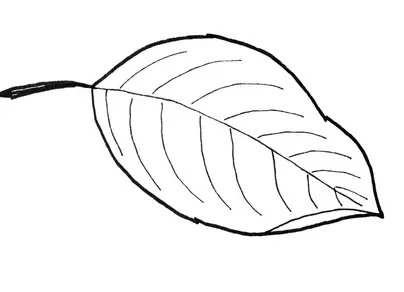 Листья раскраска