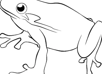 Картинка лягушка для детей раскраска