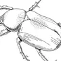 Майский жук раскраска