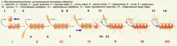 Приманки из бисера для ловли рыбы