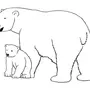Белый медведь раскраска