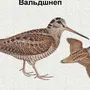 Птица Кроншнеп Раскраска